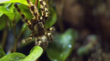 Büyük bir örümcek ağdaki bir deliğe tırmanıyor. Makro. Haşereler evi. Yaklaştın. Orman için felaket. Ham.