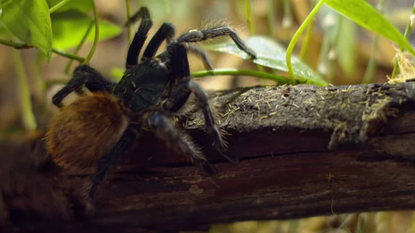 Μια μεγάλη αράχνη σκαρφαλώνει σε μια τρύπα στον ιστό. Μακρο. Σπίτι των παρασίτων. Κοντά έπεσες. Καταστροφή για το δάσος.RAW — Φωτογραφία Αρχείου