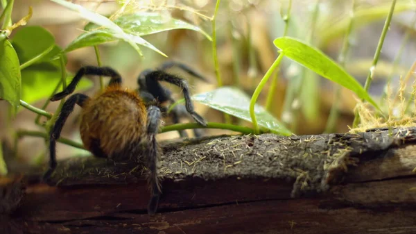 Una araña grande se mete en un agujero en la tela. Macro. Casa de plagas. Cerca. Desastre para el bosque.RAW — Foto de Stock
