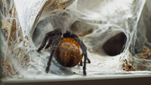 Eine große Spinne klettert in ein Loch im Netz. Makro. Haus der Schädlinge. Schließen. Katastrophe für den Wald. — Stockfoto