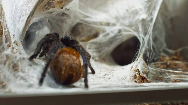 Eine große Spinne klettert in ein Loch im Netz. Makro. Haus der Schädlinge. Schließen. Katastrophe für den Wald. — Stockfoto