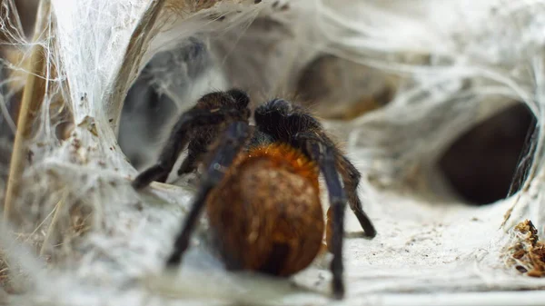 Μια μεγάλη αράχνη σκαρφαλώνει σε μια τρύπα στον ιστό. Μακρο. Σπίτι των παρασίτων. Κοντά έπεσες. Καταστροφή για το δάσος.RAW — Φωτογραφία Αρχείου