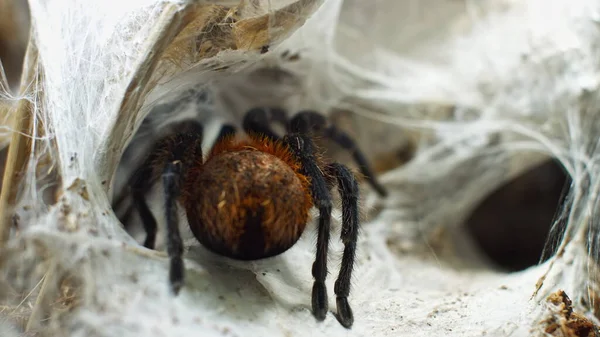Una araña grande se mete en un agujero en la tela. Macro. Casa de plagas. Cerca. Desastre para el bosque.RAW —  Fotos de Stock