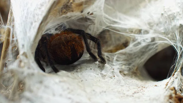 Eine große Spinne klettert in ein Loch im Netz. Makro. Haus der Schädlinge. Schließen. Katastrophe für den Wald. — Stockfoto