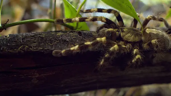 Eine große Spinne klettert in ein Loch im Netz. Makro. Haus der Schädlinge. Schließen. Katastrophe für den Wald. — Stockfoto