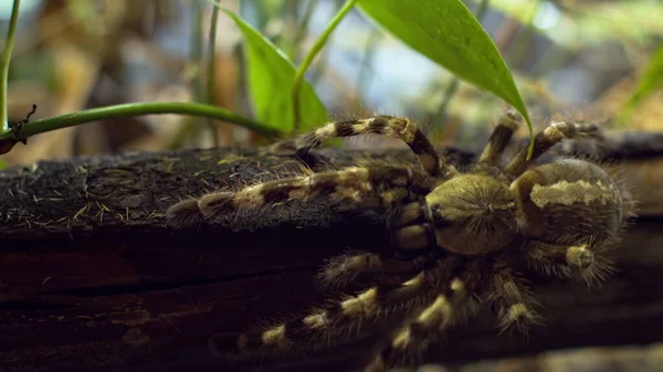 Eine große Spinne klettert in ein Loch im Netz. Makro. Haus der Schädlinge. Schließen. Katastrophe für den Wald. — Stockfoto