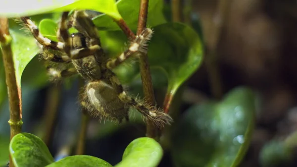 Eine große Spinne klettert in ein Loch im Netz. Makro. Haus der Schädlinge. Schließen. Katastrophe für den Wald. — Stockfoto