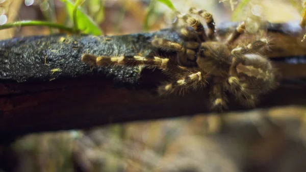 En stor spindel klättrar in i ett hål i nätet. Makro. Skadedjurens hus. Nära. Katastrof för skogen.RAW — Stockfoto