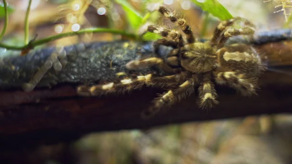 Un grande ragno si arrampica in un buco nella ragnatela. Macro. Casa dei parassiti. Ci siamo quasi. Disastro per la foresta.RAW — Foto Stock