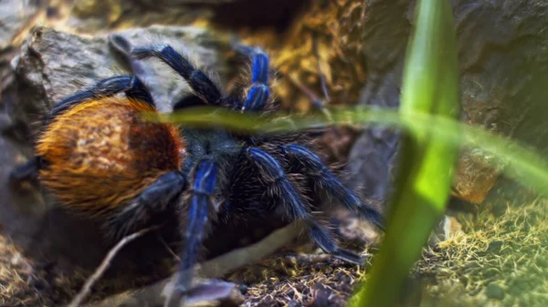 Eine große Spinne klettert in ein Loch im Netz. Makro. Haus der Schädlinge. Schließen. Katastrophe für den Wald. — Stockfoto