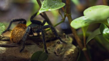 Büyük bir örümcek ağdaki bir deliğe tırmanıyor. Makro. Haşereler evi. Yaklaştın. Orman için felaket. Ham.