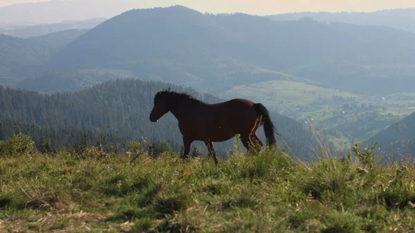 Promenades à cheval sauvage brun sur l'herbe sur un fond de montagnes — Photo