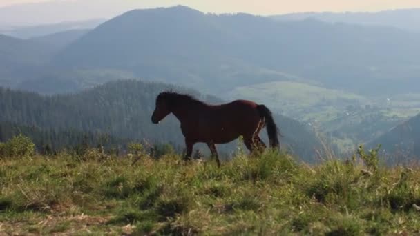 山を背景に芝生の上で茶色の野生の馬に乗る — ストック動画
