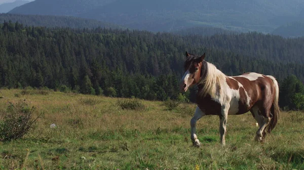 山を背景に草の上を馬が走り — ストック写真