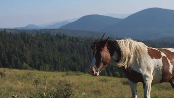 Horse rides on the grass on a background of mountains — Stock Photo, Image