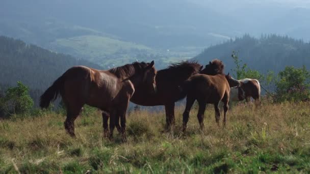 Herd of wild horses in the mountains — Stock Video