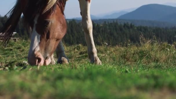 Caballo marrón pastando comiendo hierba verano sol cola swish cámara lenta — Vídeo de stock