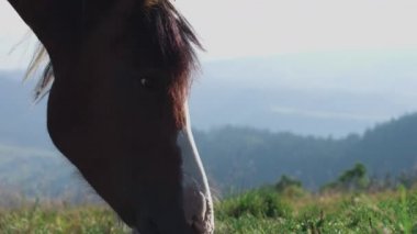 Beyaz ve kahverengi piebald at midillisi otlayan yeşil çimenler yavaş çekim