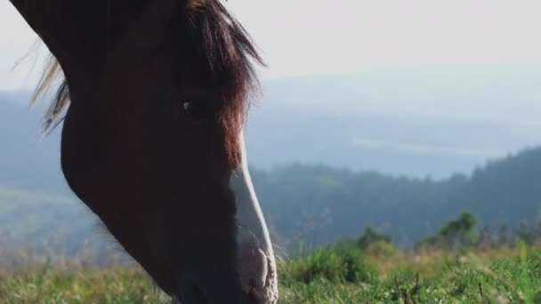 Piebald blanco y marrón Caballo pony pastoreo hierba verde cámara lenta — Vídeos de Stock