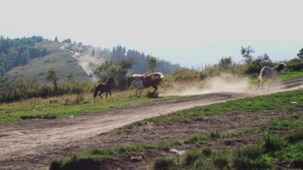 成群的野马疾驰而过，穿过斑马繁茂的草场 — 图库视频影像
