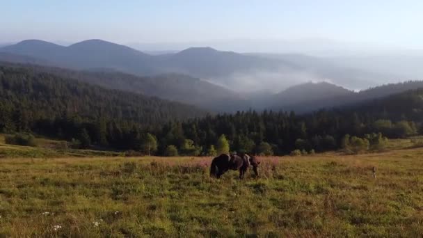 Wild Horses Running. Troupeau de chevaux courant sur les steppes en arrière-plan montagne — Video