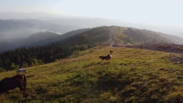 Caballos salvajes corriendo. Manada de caballos corriendo por las estepas en la montaña de fondo — Vídeos de Stock