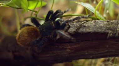 Büyük bir örümcek ağdaki bir deliğe tırmanıyor. Makro. Haşereler evi. Yaklaştın. Orman için felaket. Ham.