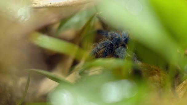 Eine große Spinne klettert in ein Loch im Netz. Makro. Haus der Schädlinge. Schließen. Katastrophe für den Wald. — Stockvideo