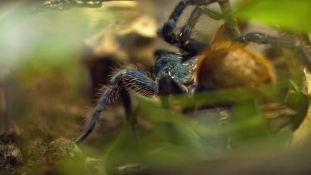 A large spider climbs into a hole in the web. Macro. House of pests. Close. Disaster for the forest.RAW — Stock Video