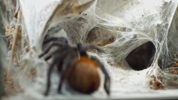 Egy nagy pók bemászik egy lyukba a hálón. Makró. Kártevők Háza. Közel volt. Katasztrófa az erdőre.RAW — Stock videók