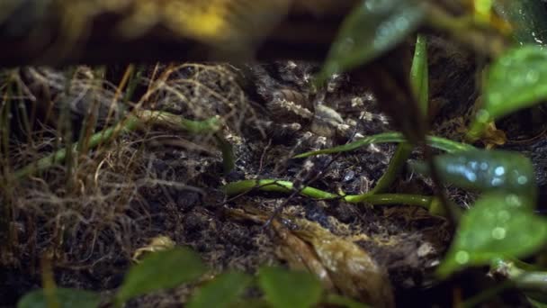 Uma aranha grande sobe em um buraco na teia. Macro. Casa de pragas. Perto. Desastre para a floresta.RAW — Vídeo de Stock