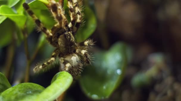 Una araña grande se mete en un agujero en la tela. Macro. Casa de plagas. Cerca. Desastre para el bosque.RAW — Vídeo de stock