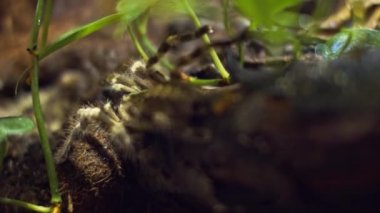 Büyük bir örümcek ağdaki bir deliğe tırmanıyor. Makro. Haşereler evi. Yaklaştın. Orman için felaket. Ham.