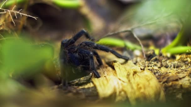 一只大蜘蛛爬进网中的一个洞.宏观。害虫之家快了森林的灾难。 — 图库视频影像