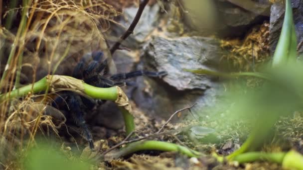 Een grote spin klimt in een gat in het web. Een Macro. Huis van ongedierte. Bijna. Ramp voor het bos.RAW — Stockvideo