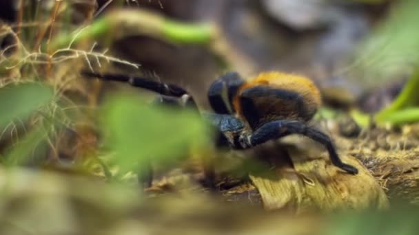 Een grote spin klimt in een gat in het web. Een Macro. Huis van ongedierte. Bijna. Ramp voor het bos.RAW — Stockvideo