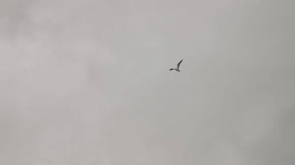 カモメは青空に向かって飛ぶ。風の気流の中に浮かぶ鳥の群れ。地中海には大きなカモメが生息している。スローモーション。青空の背景。大型鳥の移動 — ストック写真