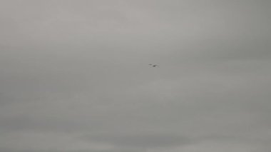 Martılar mavi gökyüzüne doğru uçar. Rüzgarın hava akımlarında yüzen bir kuş sürüsü. Büyük bir martı Akdeniz üzerinde süzülür. Ağır çekim. Mavi gökyüzü arka planı. Büyük kuş göç ediyor