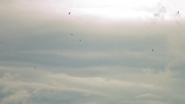 Möwen fliegen gegen den blauen Himmel. Ein Vogelschwarm, der in den Luftströmungen des Windes schwebt. Eine große Möwe schwebt über dem Mittelmeer. Zeitlupe. Blauer Himmel Hintergrund. Zugvögel — Stockvideo