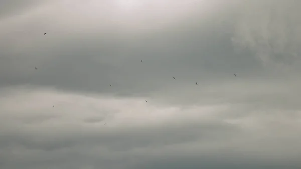 カモメは青空に向かって飛ぶ。風の気流の中に浮かぶ鳥の群れ。地中海には大きなカモメが生息している。スローモーション。青空の背景。大型鳥の移動 — ストック写真