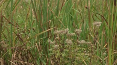 Doğa fotoğrafçılığı, ormandaki çimler ve göl kenarındaki çimenler.