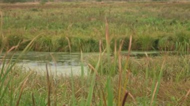Suya yakın çekim. Narrow Riverbank. Küçük Su Dalgaları. Yapraksız ağaçların yansımaları. Düş! Depresyon. Karanlık. Soğuk su. Kasımda hava kötüymüş. Kış için Doğa Hazırlıkları. Birinci Dondurmalar