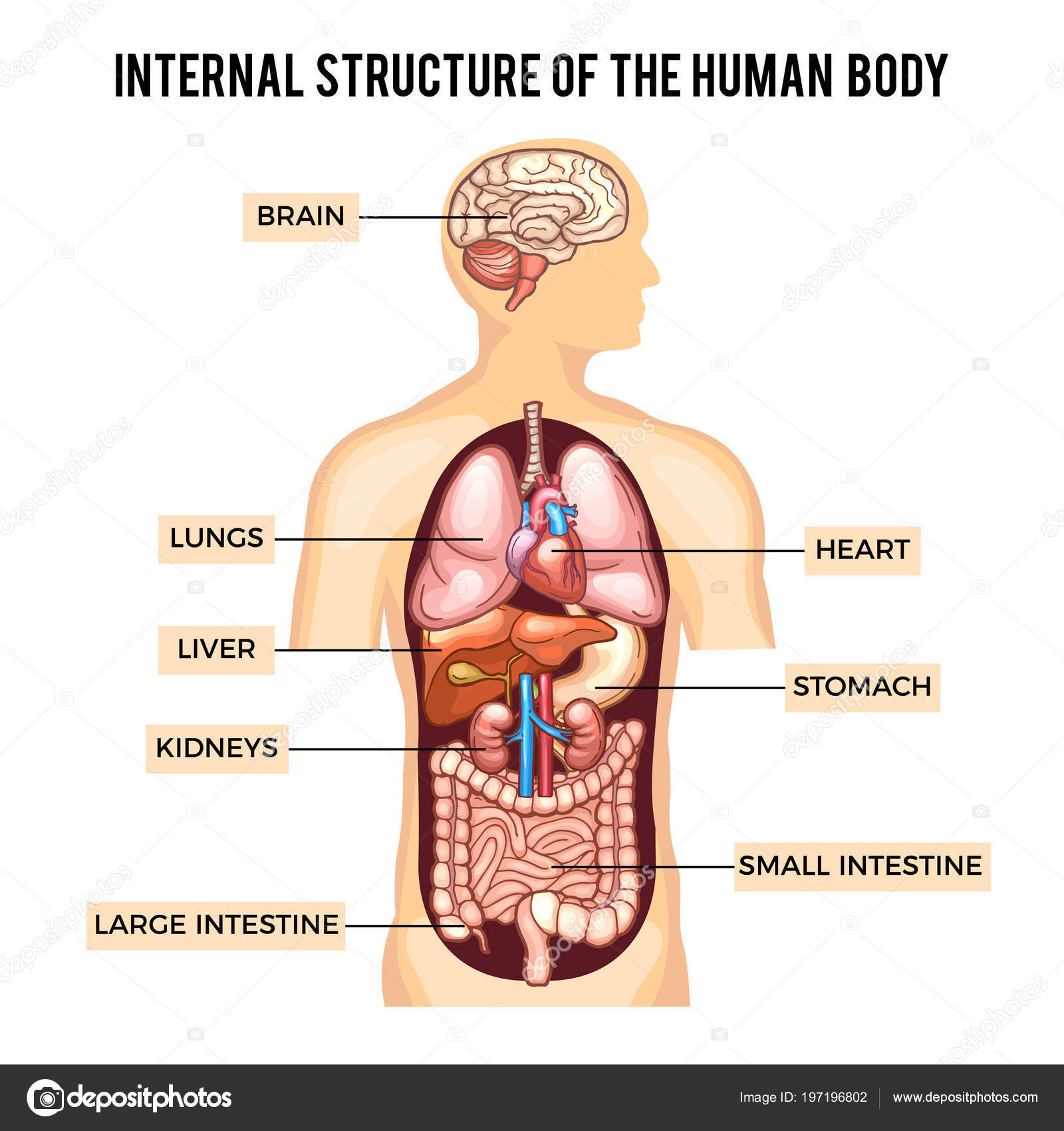 Wonderbaar Menselijk lichaam en organen systemen. Vector infographic IH-71