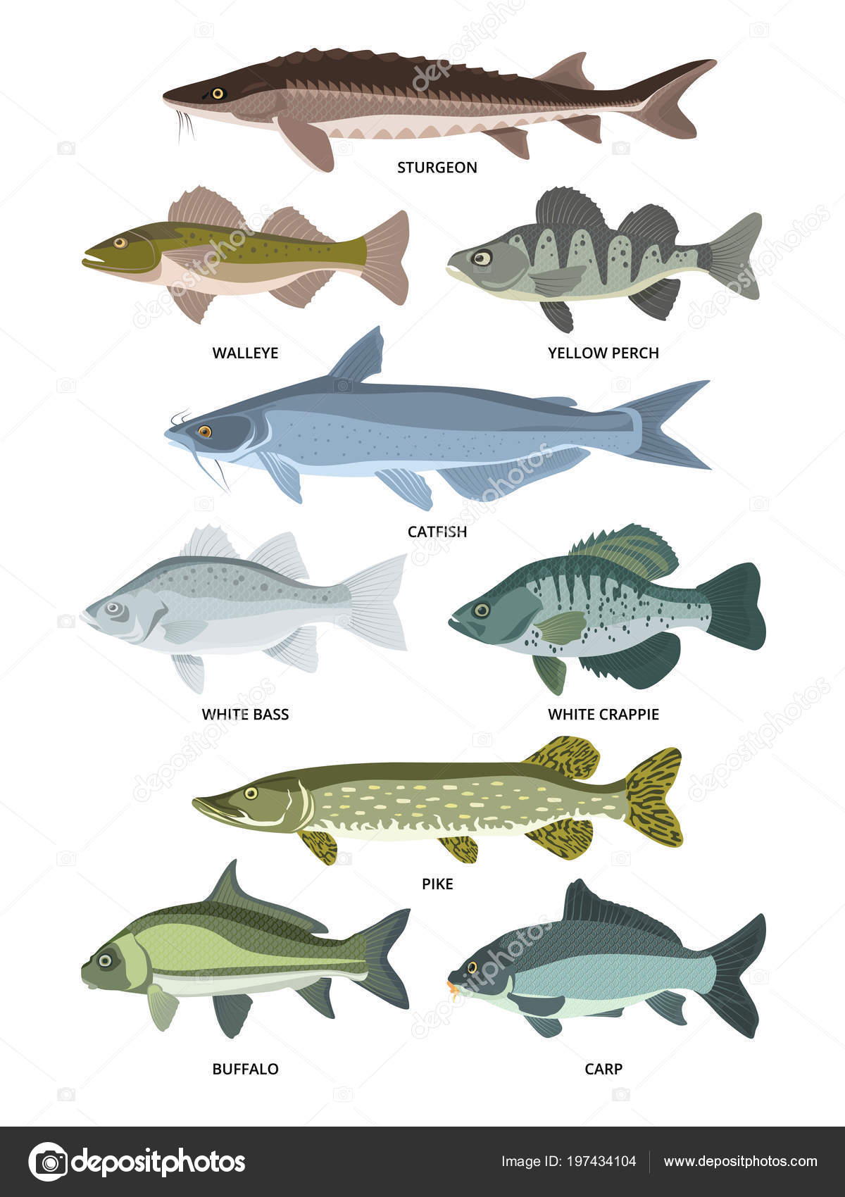 Vector Collection Of Different Kinds Of Freshwater Fish Stock