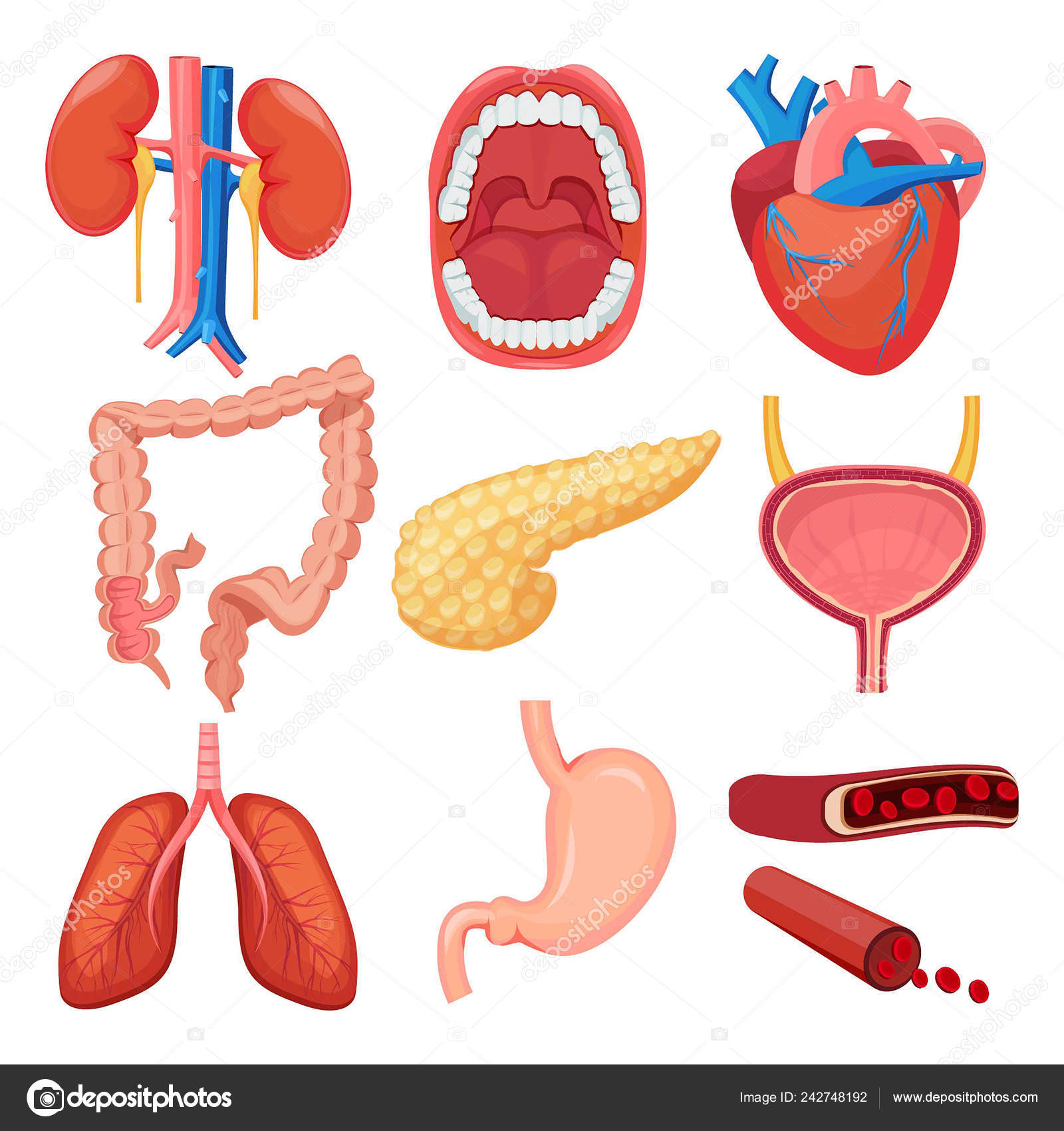 Внутренние органы человека. Какие органы вырезают. Внутренние органы человека для дошкольников. Какие органы вырезают. Внутренние органы человека по отдельности.