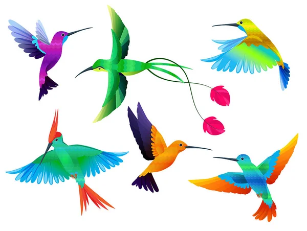 Tropical birds. Hummingbirds toucan colored parrot exotic birds zoo cartoon vector collection