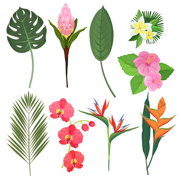 Tropical flowers. Exotic herbal bouquets polynesian bali decoration plants vector flowers