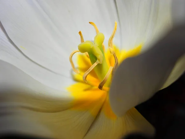 Flowers Macro Photography — Stock Photo, Image