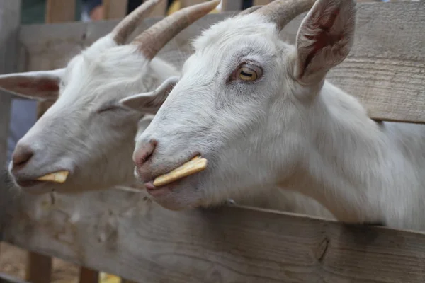 Las Cabras Están Comiendo Galletas Rusa Doméstica Mamífero Cuernos —  Fotos de Stock