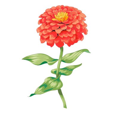 Güzel kırmızı çiçek zinnia beyaz arka plan üzerinde izole. Bir büyük bud ve önümüzdeki yeşil yaprakları ile bir kök üzerinde. Botanik vektör çizim